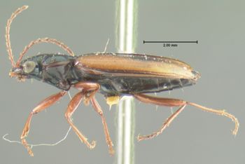 Media type: image;   Entomology 23867 Aspect: habitus lateral view